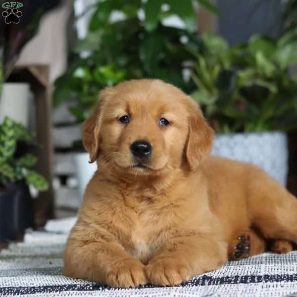 Braxton, Golden Retriever Puppy